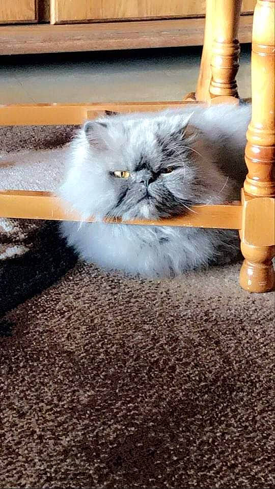 Isidore a rejoint le concours — aidez-le/la à gagner de superbes lots ! art, asphalt, carnivore, cat, domestic_short_haired_cat, felidae, flooring, fur, grass, grey, hardwood, paw, road_surface, sitting, small_to_medium_sized_cats, snout, soil, tail, whiskers, wood