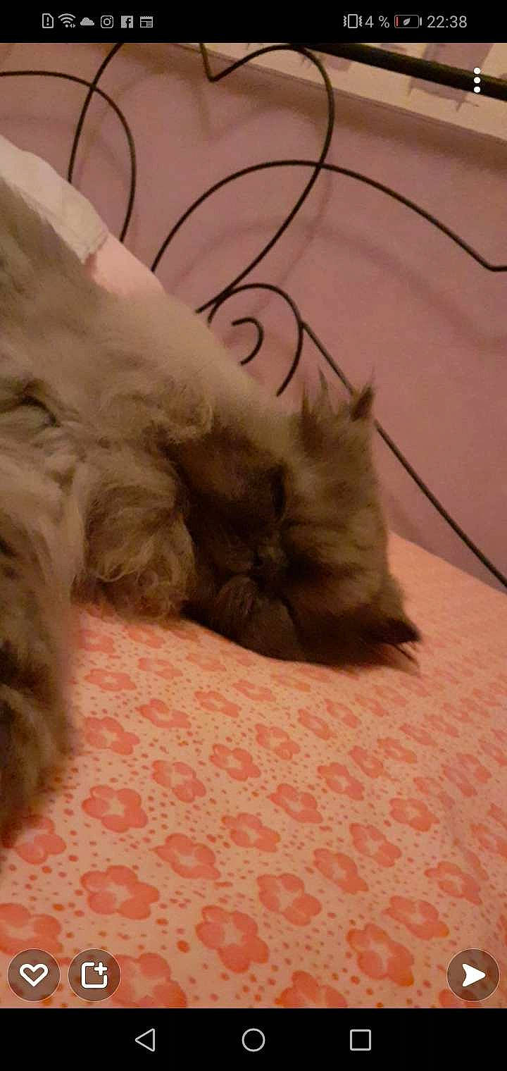 Isidore a rejoint le concours — aidez-le/la à gagner de superbes lots ! bed, bedding, carnivore, cat, claw, comfort, companion_dog, dog_breed, domestic_short_haired_cat, fawn, felidae, flooring, fur, linens, paw, small_to_medium_sized_cats, snout, tail, terrestrial_animal, whiskers