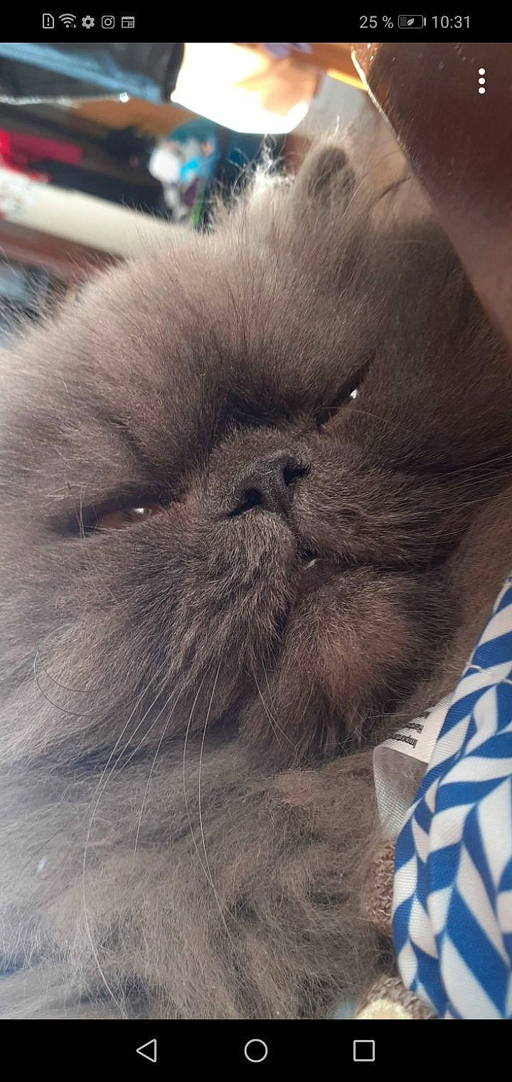 Isidore participe au concours pour gagner de l'argent avec cette photo : carnivore, cat, close_up, comfort, electric_blue, fawn, felidae, fur, grey, nap, small_to_medium_sized_cats, snout, terrestrial_animal, whiskers, working_animal, wrinkle