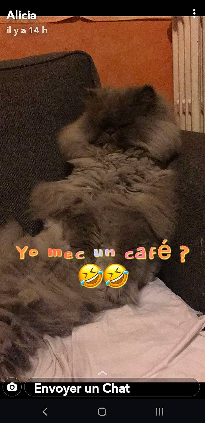 Isidore a rejoint le concours — aidez-le/la à gagner de superbes lots ! bed, carnivore, cat, comfort, companion_dog, dog_breed, dog_supply, fawn, felidae, flooring, font, fur, grey, liver, small_to_medium_sized_cats, snout, sporting_group, tail, textile, whiskers