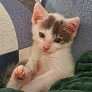 Gribouille a rejoint le concours — aidez-le/la à gagner de superbes lots ! abyssinian, angora, animal, bed, blanket, cat, couch, cushion, furniture, homedecor, kitten, manx, person, pet, quilt, siamese, sleeping, white