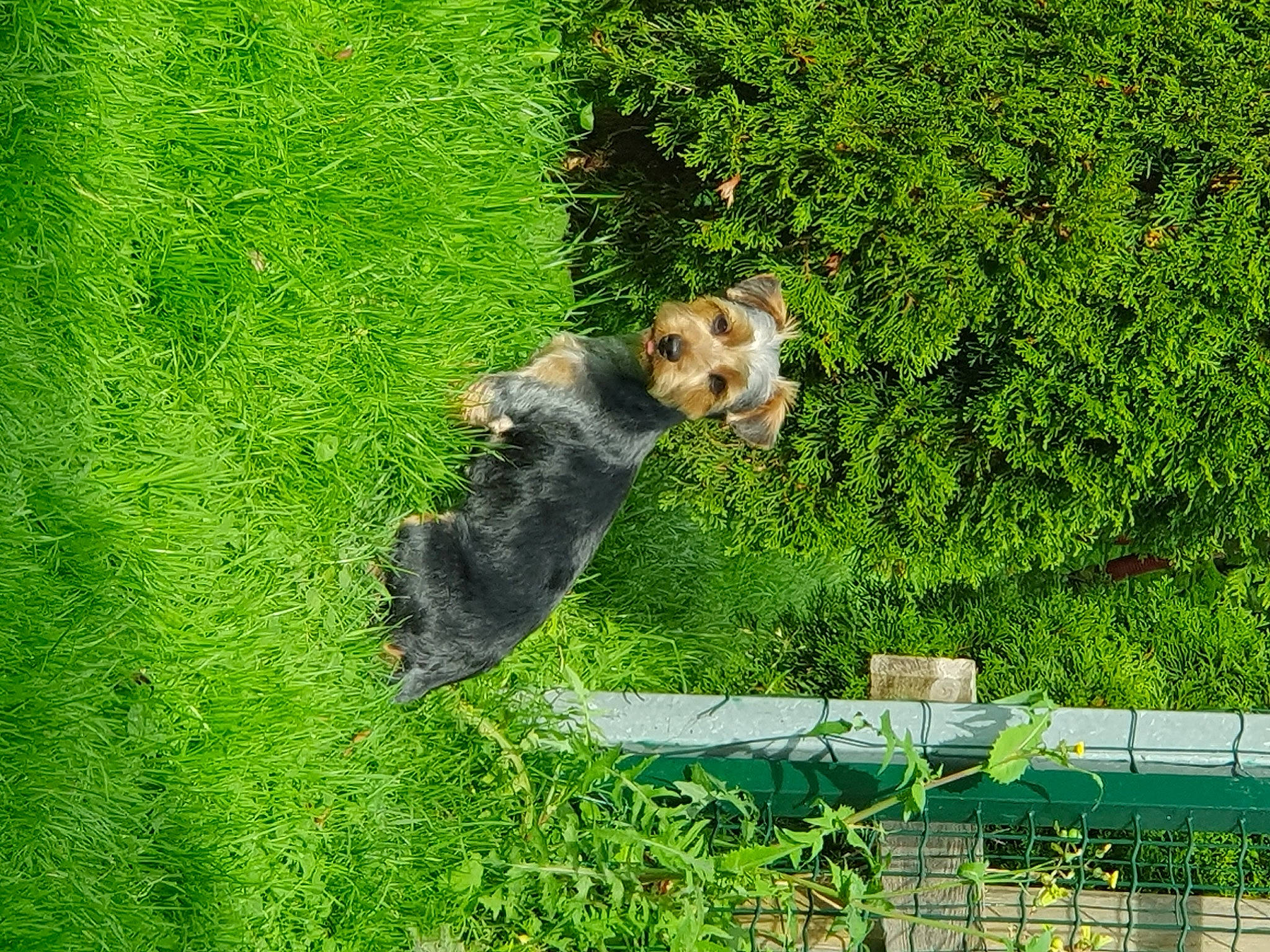 Rouki participe au concours pour gagner de l'argent avec cette photo : canidae, carnivore, companion_dog, dog, dog_breed, fawn, grass, grass_family, grassland, groundcover, landscape, lawn, nature_reserve, pasture, plant, shrub, sporting_group, tail, vegetation, wildlife