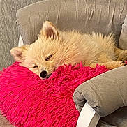 Plume participe au concours pour gagner de l'argent avec cette photo : animal, armchair, canine, comfort, cozy, cute, dog, fluffy, fur, furry, home, indoor, napping, pet, pillow, pink, relaxed, resting, sleeping, soft