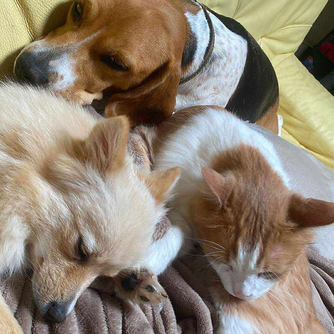 Plume participe au concours pour gagner de l'argent avec cette photo : animal, blanket, brown, cat, companion, couch, cozy, cute, dog, domestic, fur, indoors, orange, pet, relaxing, resting, sleeping, snuggling, soft, white