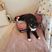 Capucine a rejoint le concours — aidez-le/la à gagner de superbes lots ! black_and_white, blanket, cat, comfort, cozy, curious, cushion, feline, fur, home, indoor, patterned_blanket, pet, pink, relaxed, resting, sofa, soft, whiskers, yellow_eyes