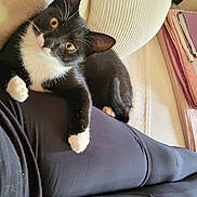 Capucine a rejoint le concours — aidez-le/la à gagner de superbes lots ! cat, black_and_white, pet, indoor, couch, leg, leggings, resting, curious, golden_eyes, feline, cozy, comfort, person, book, notebooks, relaxation, fur, whiskers, paw