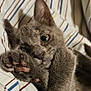 animal, bed, cat, claws, close_up, cozy, curious, cute, feline, fur, gray_cat, indoor, paw, pet, playful, relaxed, resting, soft, striped_blanket, whiskers