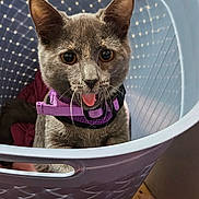 Lilith Ramirez joined the competition — help win amazing prizes! cat, gray_cat, laundry_basket, purple_harness, indoor, pet, animal, tongue_out, curious, playful, floor, household_items, clothing, container, cute, feline, domestic, looking_up, close_up, pet_accessory