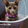 cat, gray_cat, laundry_basket, purple_harness, indoor, pet, animal, tongue_out, curious, playful, floor, household_items, clothing, container, cute, feline, domestic, looking_up, close_up, pet_accessory