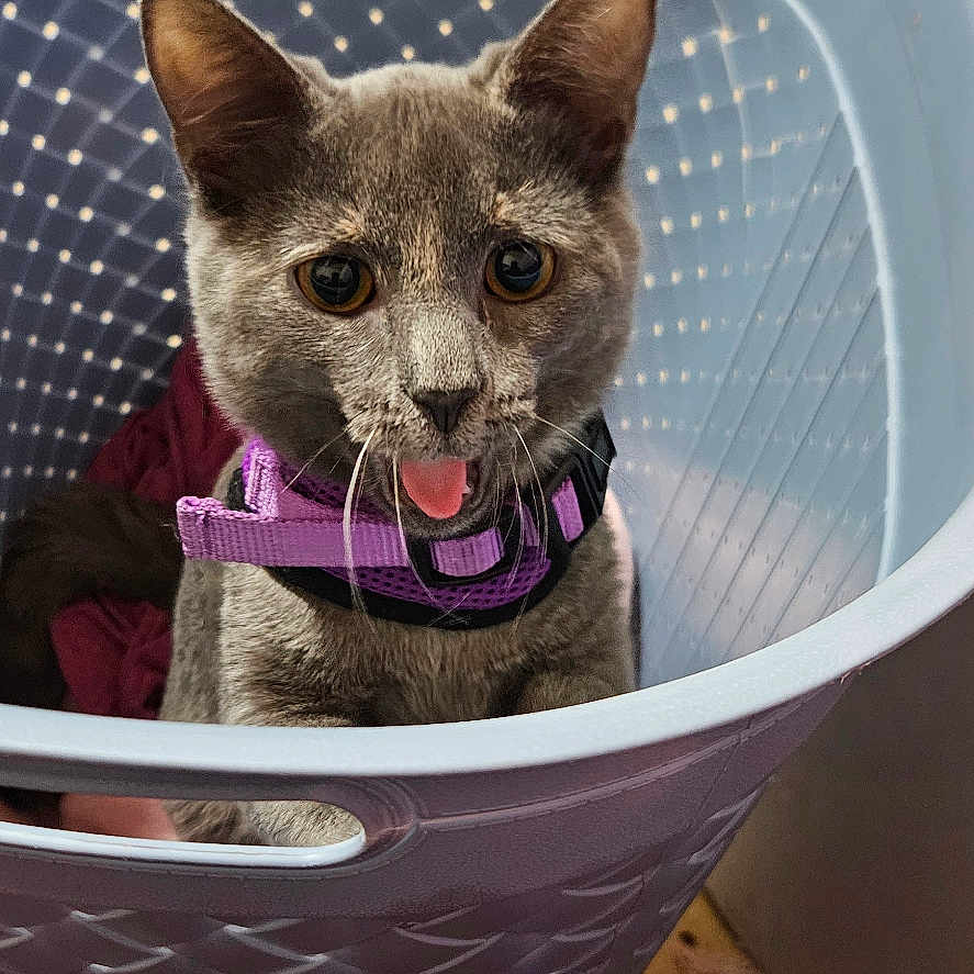 Lilith Ramirez joined the competition — help win amazing prizes! animal, cat, close_up, clothing, container, curious, cute, domestic, feline, floor, gray_cat, household_items, indoor, laundry_basket, looking_up, pet, pet_accessory, playful, purple_harness, tongue_out
