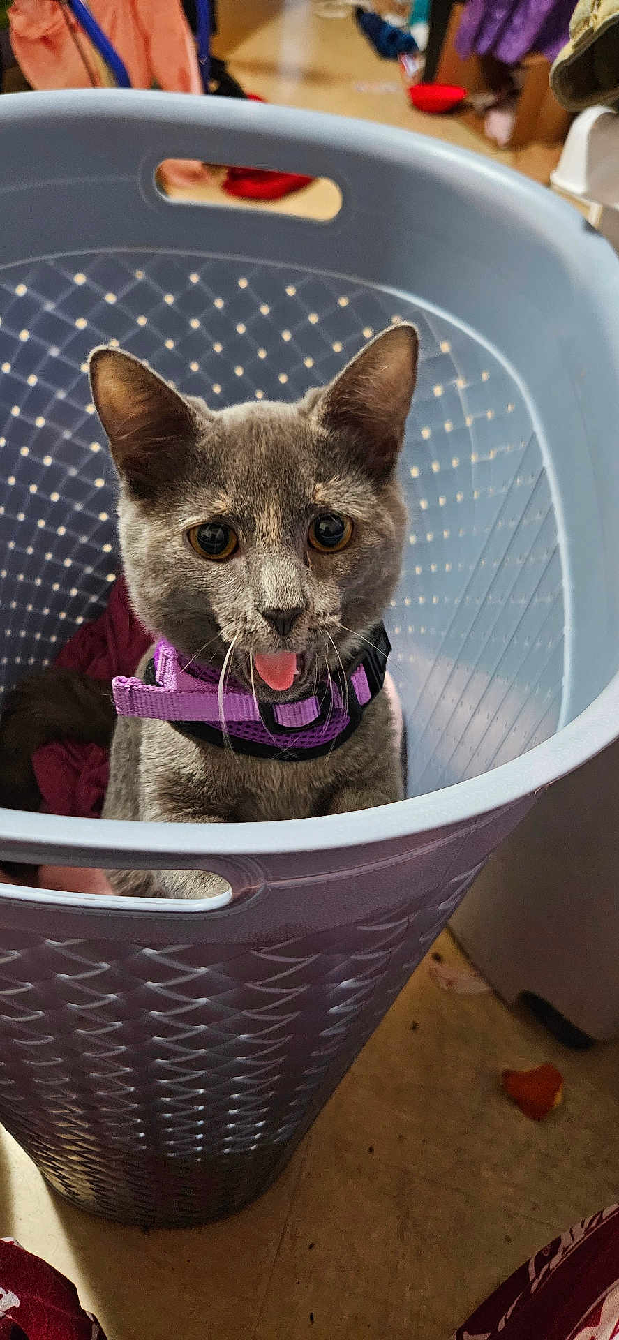 Lilith Ramirez joined the competition — help win amazing prizes! cat, gray_cat, laundry_basket, purple_harness, indoor, pet, animal, tongue_out, curious, playful, floor, household_items, clothing, container, cute, feline, domestic, looking_up, close_up, pet_accessory