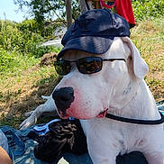 Urkan a rejoint le concours — aidez-le/la à gagner de superbes lots ! dog, white_dog, sunglasses, hat, cap, outdoor, sunny, grass, nature, relaxing, pet, animal, summer, shade, leash, closeup, portrait, canine, resting, cool