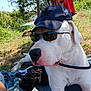 dog, white_dog, sunglasses, hat, cap, outdoor, sunny, grass, nature, relaxing, pet, animal, summer, shade, leash, closeup, portrait, canine, resting, cool