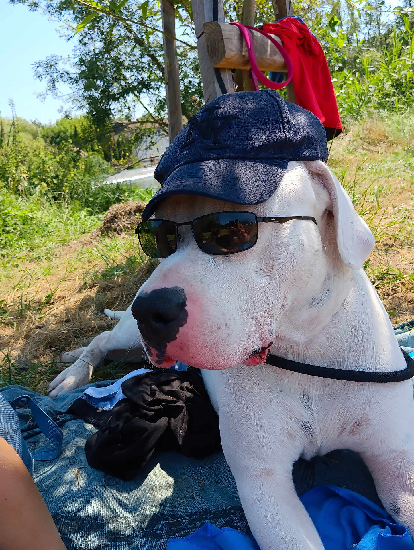 Urkan a rejoint le concours — aidez-le/la à gagner de superbes lots ! dog, white_dog, sunglasses, hat, cap, outdoor, sunny, grass, nature, relaxing, pet, animal, summer, shade, leash, closeup, portrait, canine, resting, cool