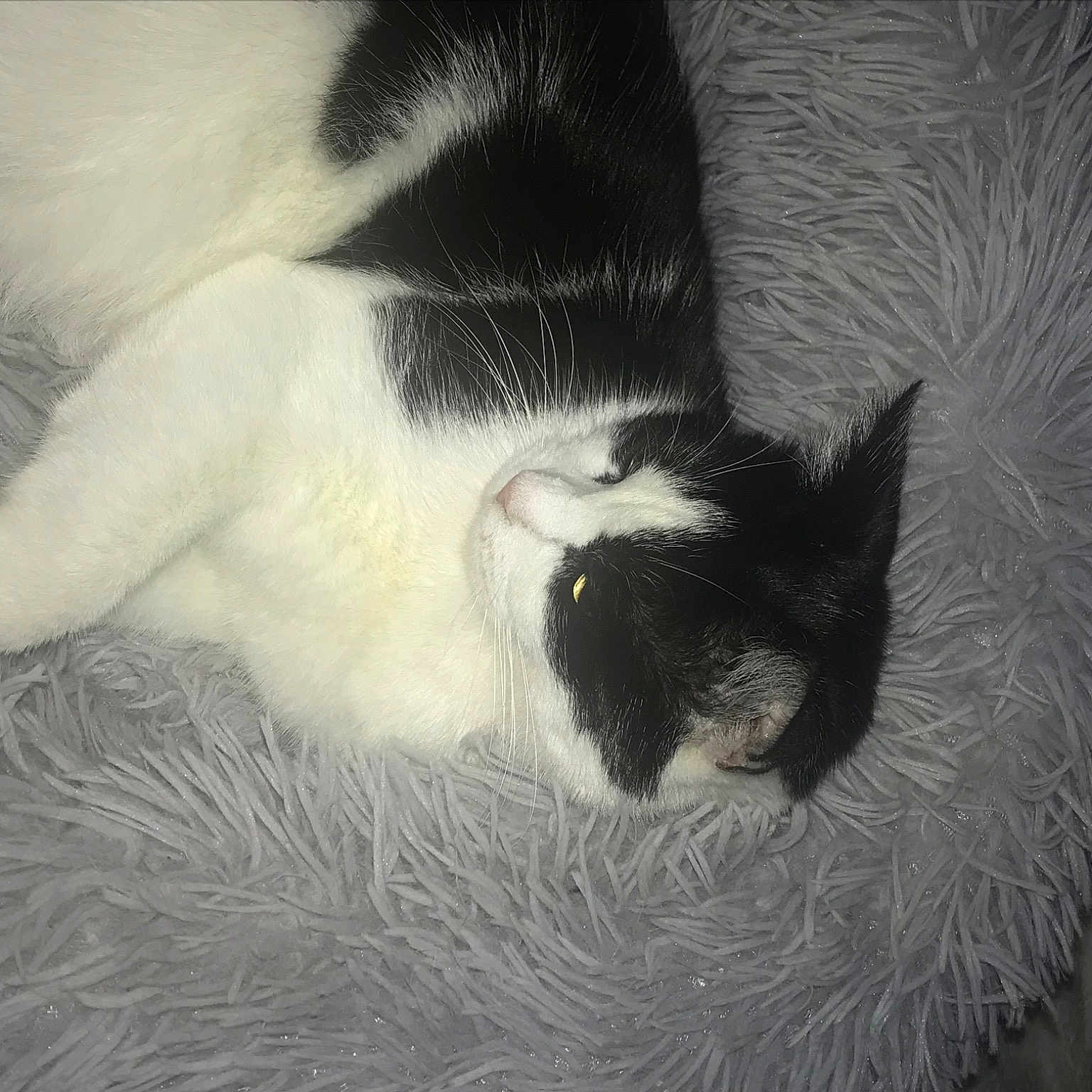 Samba