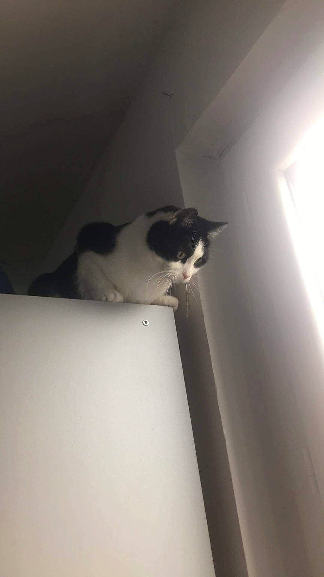 Samba a rejoint le concours — aidez-le/la à gagner de superbes lots ! carnivore, cat, ceiling, darkness, domestic_short_haired_cat, felidae, flooring, fur, hardwood, monochrome, monochrome_photography, room, shadow, small_to_medium_sized_cats, stairs, tail, tints_and_shades, whiskers, window, wood