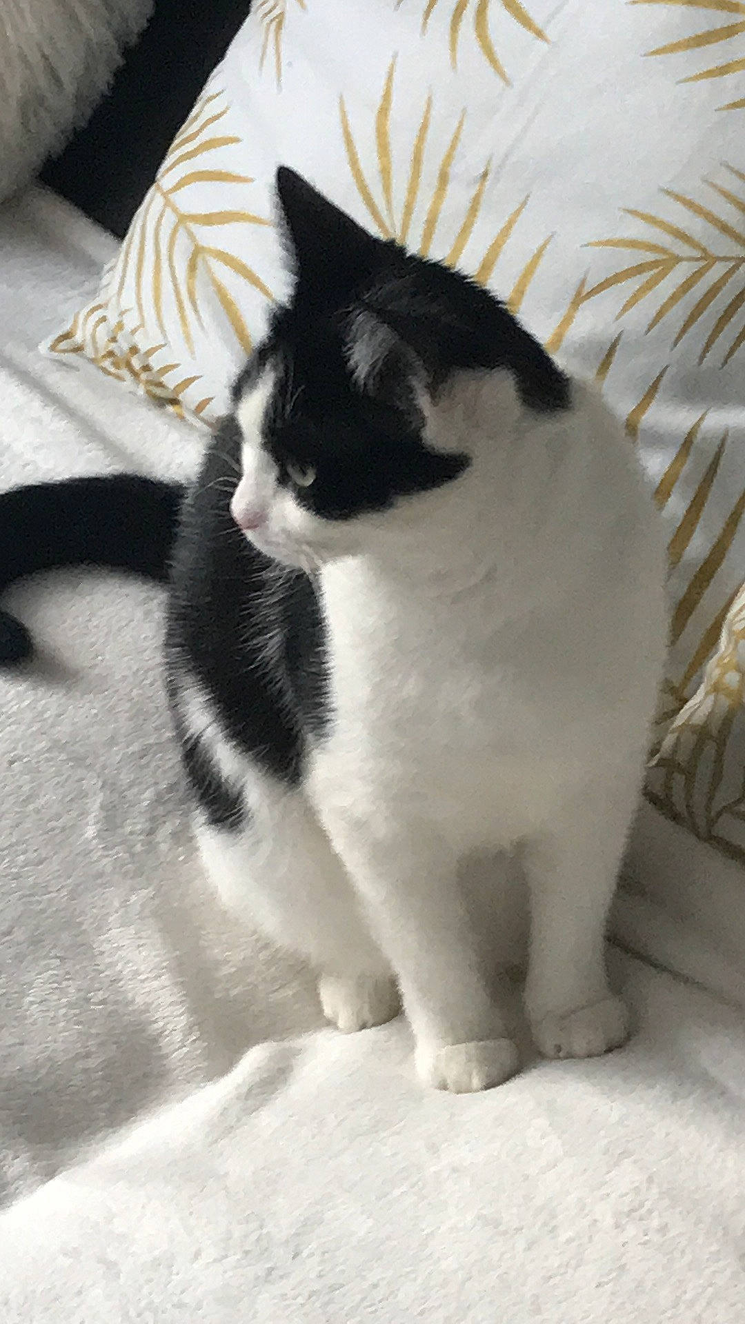 Samba participe au concours pour gagner de l'argent avec cette photo : carnivore, cat, claw, comfort, domestic_short_haired_cat, felidae, flooring, foot, fur, human_leg, monochrome, monochrome_photography, paw, sitting, small_to_medium_sized_cats, snout, tail, whiskers, window