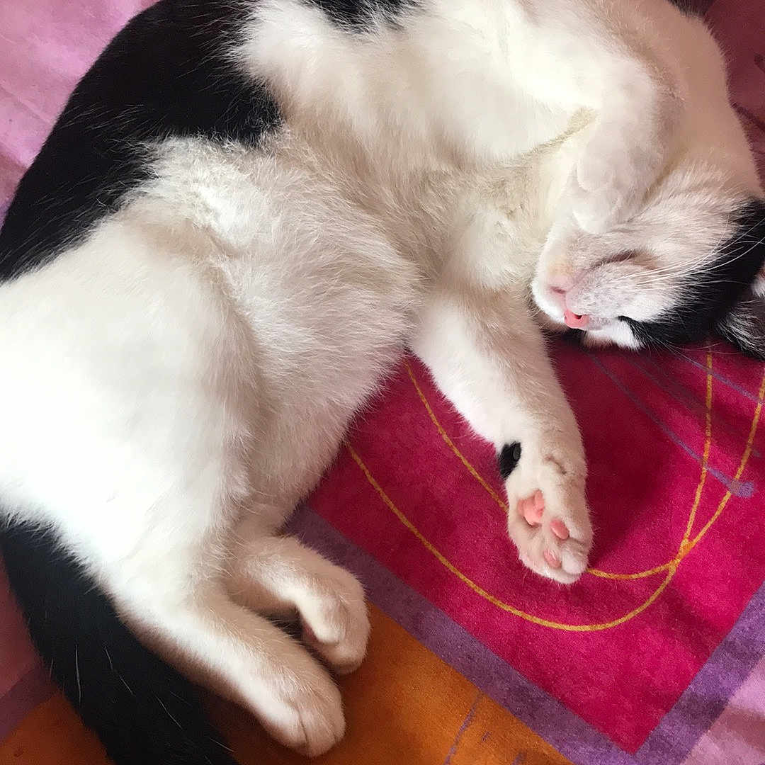 Samba