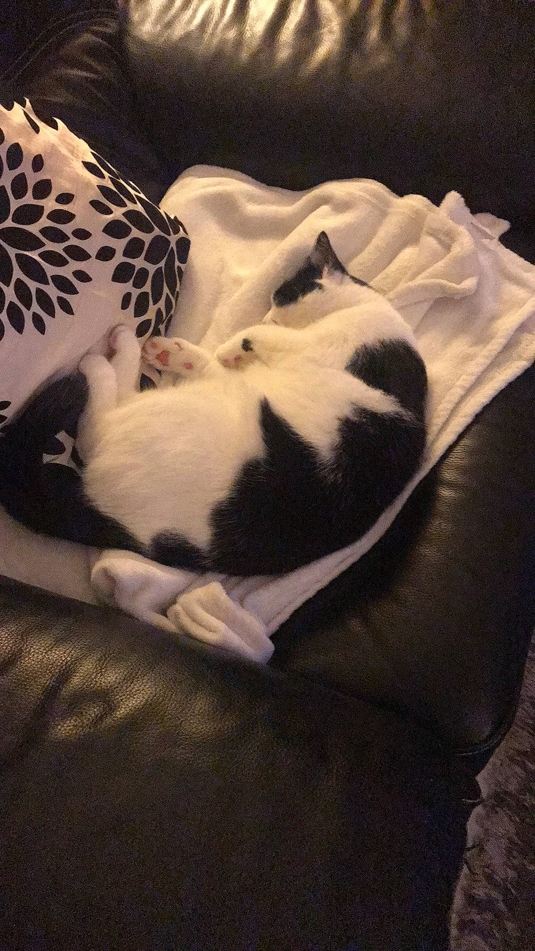 Samba participe au concours pour gagner de l'argent avec cette photo : bedding, carnivore, cat, cloud, comfort, companion_dog, dog_breed, fawn, felidae, fur, linens, nap, pattern, paw, room, small_to_medium_sized_cats, tail, terrestrial_animal, tints_and_shades, whiskers