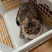 Pikachu participe au concours pour gagner de l'argent avec cette photo : animal, basket, cat, cozy, curled_up, domestic, feline, floor, home, indoor, laundry_basket, looking, patterned_wallpaper, pet, plastic, quiet, resting, tabby_cat, white, wooden_floor