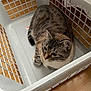 cat, tabby_cat, laundry_basket, white, plastic, floor, wooden_floor, indoor, pet, animal, feline, curled_up, resting, looking, home, cozy, basket, patterned_wallpaper, domestic, quiet