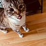 cat, tabby, tongue_out, curious, pet, animal, indoor, floor, wooden_floor, whiskers, ears, fur, cute, playful, domestic_cat, mammal, feline, standing, close_up, household