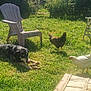 Athao a rejoint le concours — aidez-le/la à gagner de superbes lots ! dog, grass, chicken, animal, outdoor, sunlight, plastic_chair, bone, pet, yard, nature, greenery, fence, domestic_animal, relaxation, summer, daytime, mammal, bird, backyard