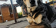 Athao a rejoint le concours — aidez-le/la à gagner de superbes lots ! dog, animal, outdoor, wooden_deck, paws, umbrella, patio, relaxed, sunny, daytime, black_and_tan, canine, leisure, resting, furniture, chair, sky, people, casual, summer