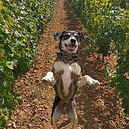 Athao participe au concours pour gagner de l'argent avec cette photo : dog, vineyard, outdoor, vine, greenery, path, happy, playful, standing, brown_soil, sunny, cloudy_sky, nature, pet, canine, agriculture, summer, animal, field, leafy