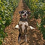 dog, vineyard, outdoor, vine, greenery, path, happy, playful, standing, brown_soil, sunny, cloudy_sky, nature, pet, canine, agriculture, summer, animal, field, leafy