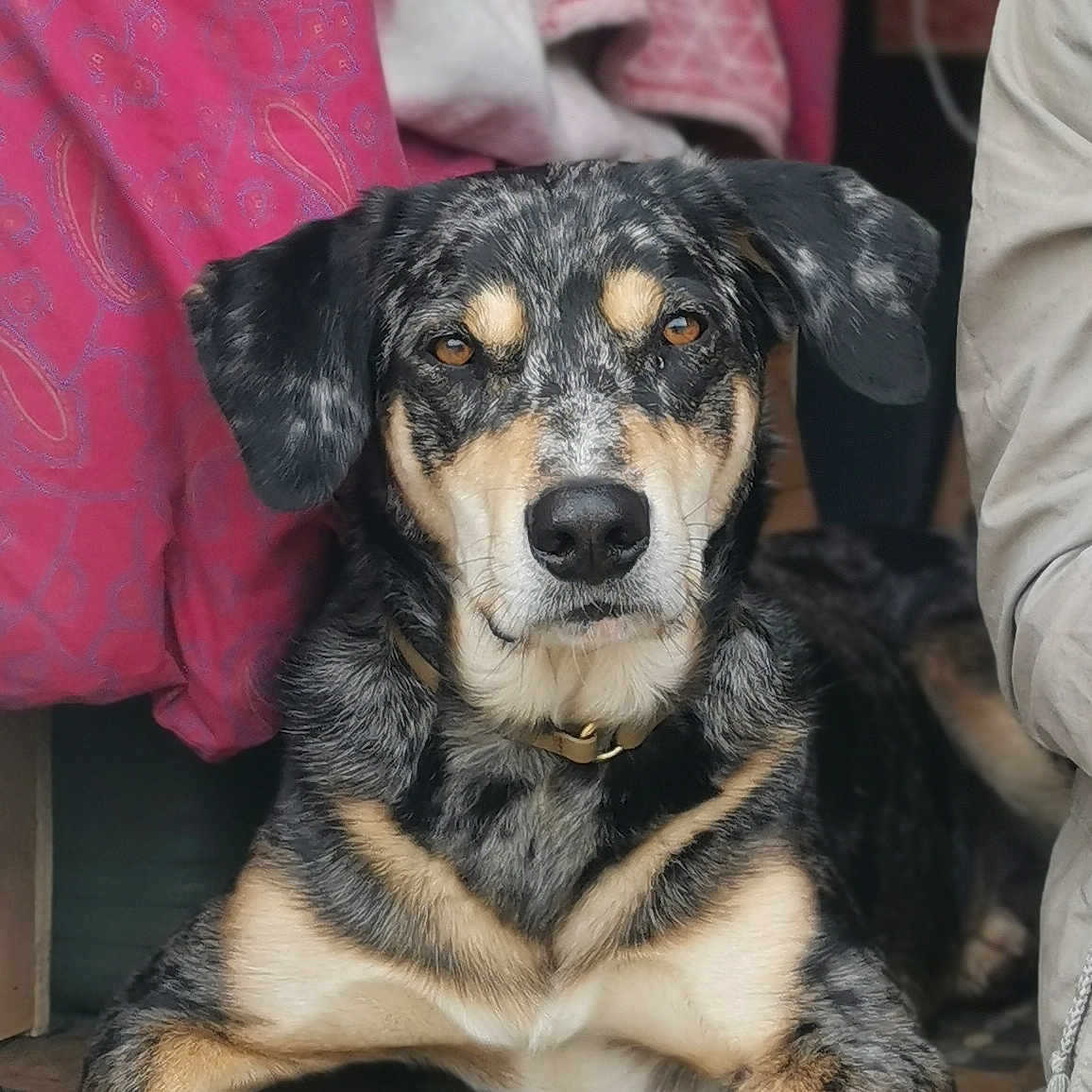Athao a rejoint le concours — aidez-le/la à gagner de superbes lots ! animal, black_fur, brown_eyes, canine, close_up, collar, dog, ears, floor, fur, indoor, looking_at_camera, lying_down, muzzle, pet, portrait, snout, speckled, tan_fur, tile