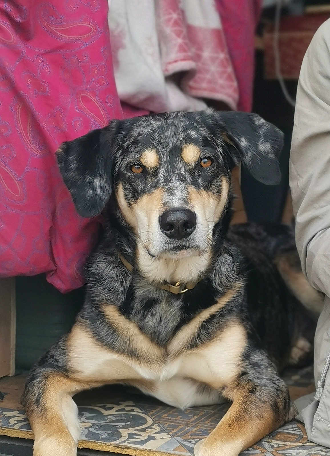 Athao a rejoint le concours — aidez-le/la à gagner de superbes lots ! dog, canine, pet, portrait, lying_down, floor, tile, brown_eyes, black_fur, tan_fur, speckled, collar, indoor, close_up, looking_at_camera, animal, fur, ears, snout, muzzle