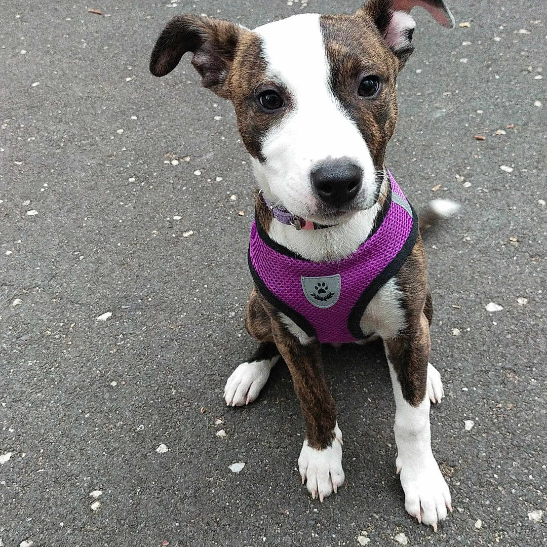 Alice participe au concours pour gagner de l'argent avec cette photo : adorable, animal, asphalt, attention, brindle, canine, close_up, curious, dog, ears_up, outdoor, pet, playful, puppy, purple_harness, road_marking, sitting, street, white_coat, young_dog