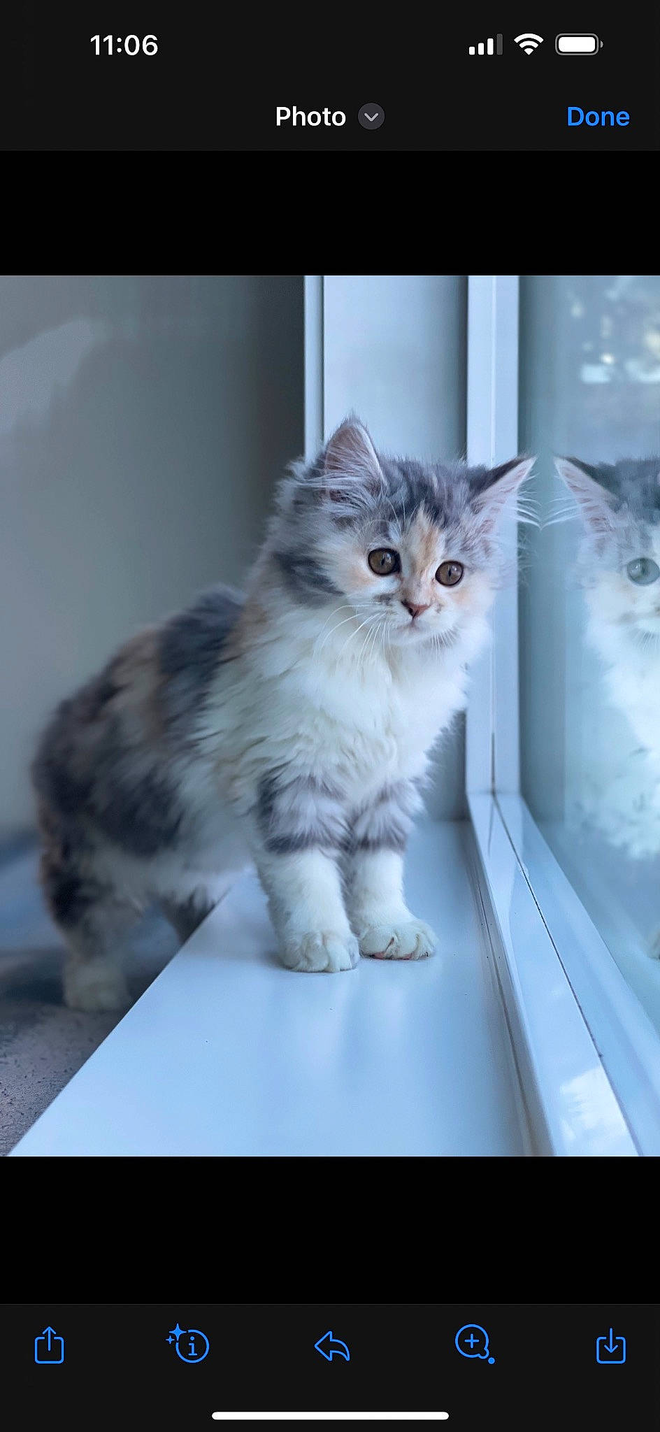 Ahsoka is registered to the contest to win money with this photo: carnivore, cat, domestic_short_haired_cat, felidae, fur, paw, photo_caption, small_to_medium_sized_cats, snout, tail, terrestrial_animal, whiskers