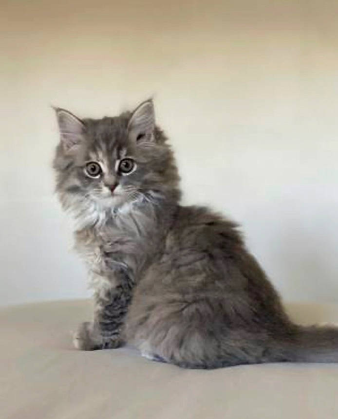 Mouse joined the competition — help win amazing prizes! british_longhair, carnivore, cat, eye, felidae, fur, grey, maine_coon, paw, persian, small_to_medium_sized_cats, snout, tail, terrestrial_animal, whiskers