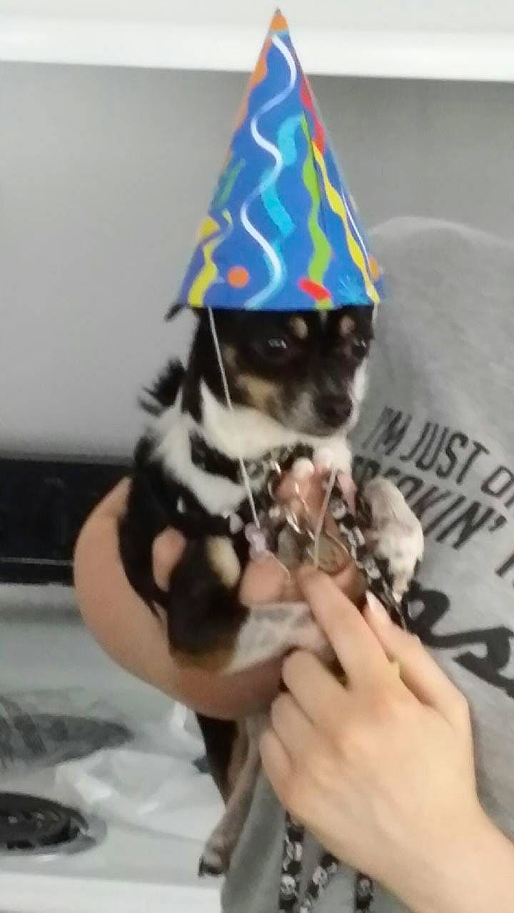 Pippy joined the competition — help win amazing prizes! carnivore, cone, costume_accessory, costume_hat, dessert, dog, dog_breed, dog_clothes, dog_supply, finger, hand, nail, non_sporting_group, party_hat, party_supply, pet_supply, puppy, thumb, toy_dog, working_animal