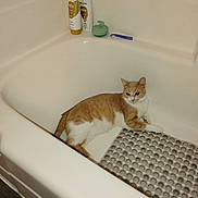 Babykitty joined the competition — help win amazing prizes! animal, bath_brush, bathroom, bathtub, cat, clean, curious, ears, floor_mat, fur, indoor, orange_and_white_cat, paws, pet, plastic_mat, relaxed, resting, shampoo_bottles, whiskers, white