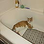 animal, bath_brush, bathroom, bathtub, cat, clean, curious, ears, floor_mat, fur, indoor, orange_and_white_cat, paws, pet, plastic_mat, relaxed, resting, shampoo_bottles, whiskers, white