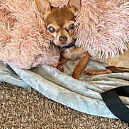 Izzy joined the competition — help win amazing prizes! dog, small_dog, blanket, pink_blanket, fluffy_texture, carpet, cozy, indoor, pet, resting, fur, ears, collar, paw, comfort, cute, animal, relaxing, brown_dog, snuggled