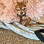 dog, small_dog, blanket, pink_blanket, fluffy_texture, carpet, cozy, indoor, pet, resting, fur, ears, collar, paw, comfort, cute, animal, relaxing, brown_dog, snuggled