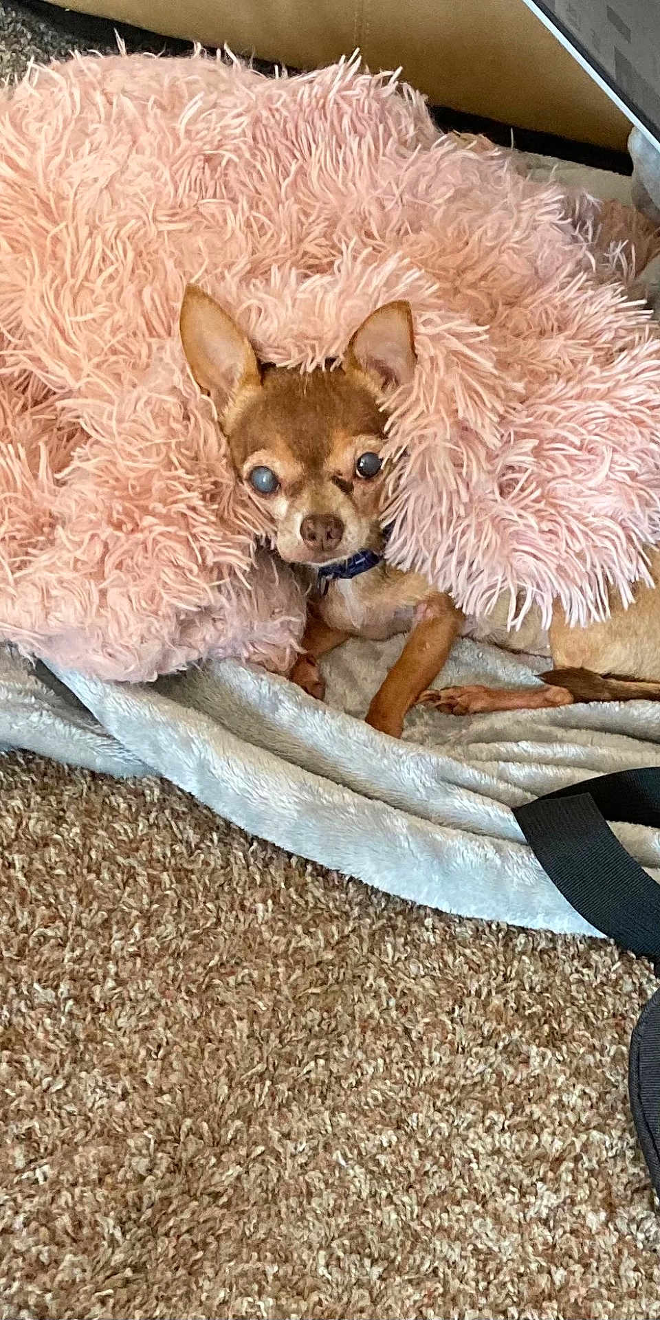 Izzy