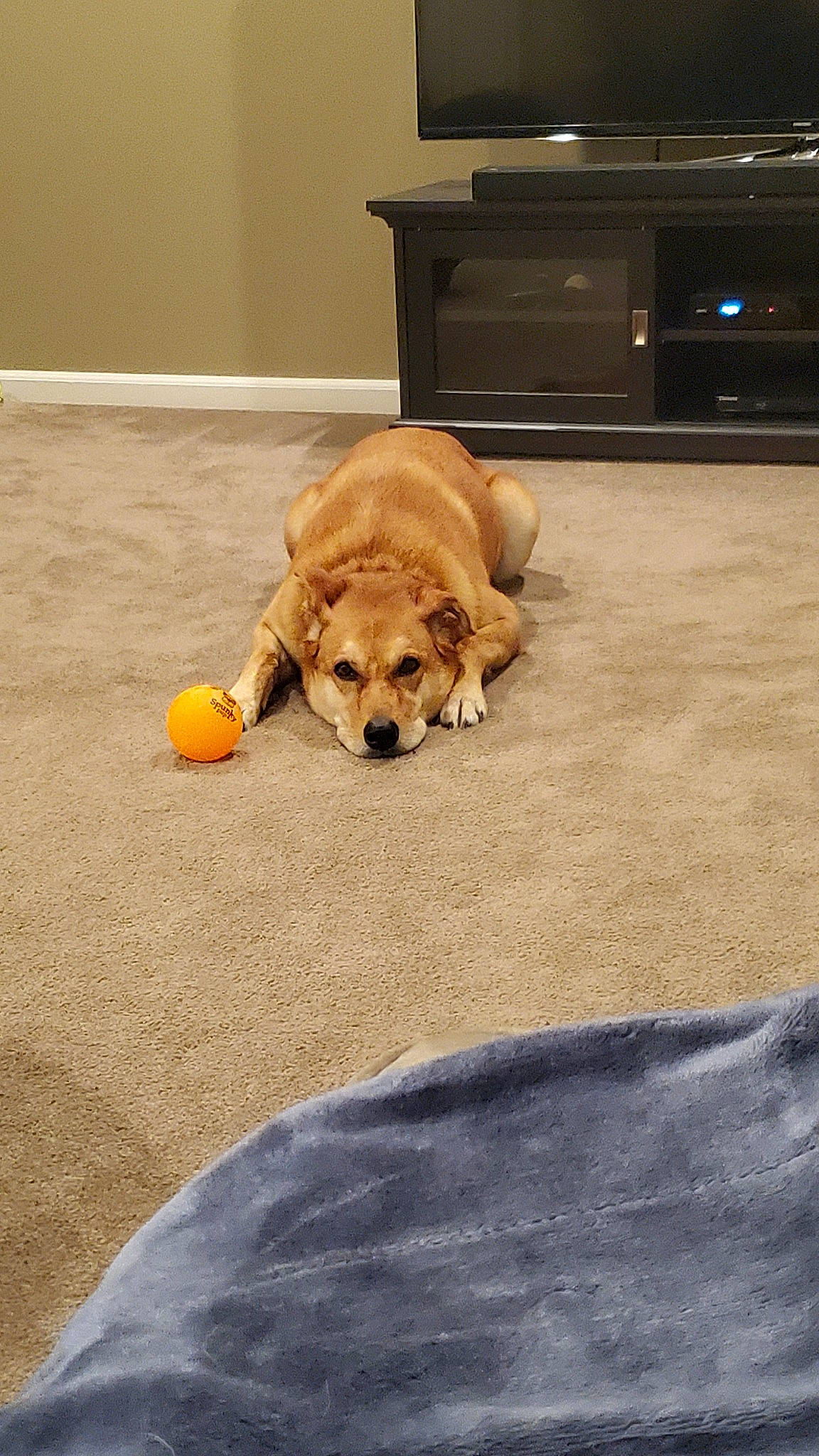 Ginger joined the competition — help win amazing prizes! american_cocker_spaniel, ball, canidae, carnivore, companion_dog, dog, dog_breed, dog_toy, english_cocker_spaniel, fawn, floor, flooring, golden_retriever, paw, puppy, snout, sporting_group, tennis_ball