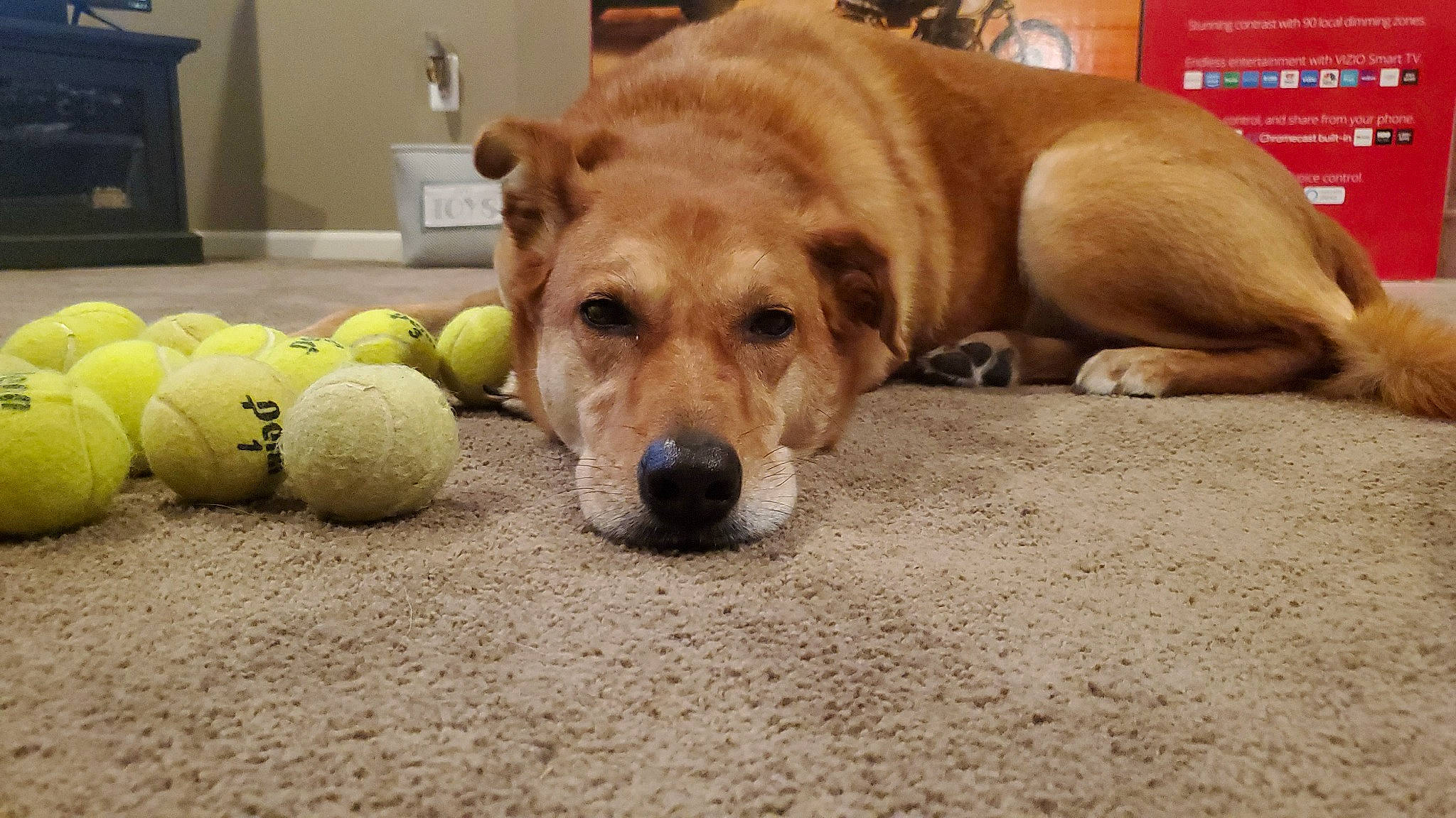 Ginger joined the competition — help win amazing prizes! ball, canidae, carnivore, companion_dog, dog, dog_breed, dog_toy, fawn, golden_retriever, labrador_retriever, mammal, paw, retriever, snout, sporting_group, tennis_ball