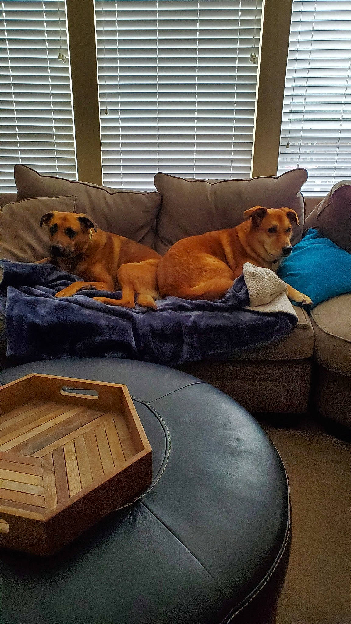 Ginger joined the competition — help win amazing prizes! canidae, carnivore, comfort, companion_dog, couch, dog, dog_bed, dog_breed, fawn, furniture, guard_dog, rhodesian_ridgeback, room, sporting_group, vizsla