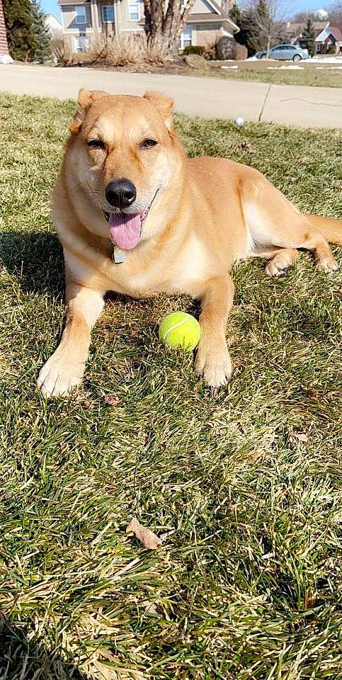 Ginger joined the competition — help win amazing prizes! ball, canidae, carnivore, companion_dog, dog, dog_breed, fawn, grass, labrador_retriever, mammal, sporting_group, tennis_ball, vertebrate
