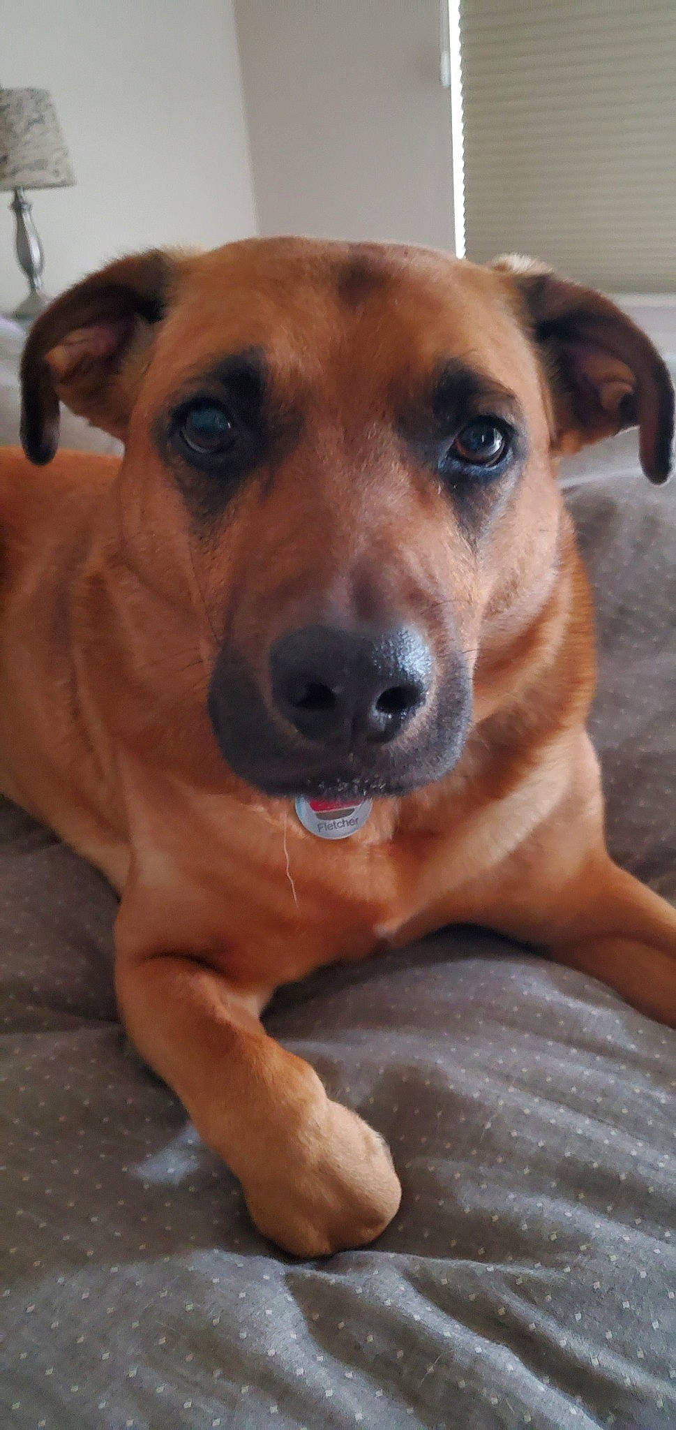 Fletcher joined the competition — help win amazing prizes! austrian_pinscher, black_mouth_cur, canidae, carnivore, companion_dog, dog, dog_breed, fawn, feist, mammal, mountain_cur, pariah_dog, potcake_dog, rare_breed_dog, rhodesian_ridgeback, snout, sporting_group, street_dog, vertebrate, whiskers