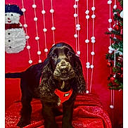 Snappy participe au concours pour gagner de l'argent avec cette photo : animal, black_dog, celebration, christmas, cute, decorations, dog, festive, fur, holiday, indoor, pet, portrait, puppy, red_background, red_harness, red_velvet, seasonal, snowman_decoration, white_pom_poms