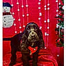 animal, black_dog, celebration, christmas, cute, decorations, dog, festive, fur, holiday, indoor, pet, portrait, puppy, red_background, red_harness, red_velvet, seasonal, snowman_decoration, white_pom_poms
