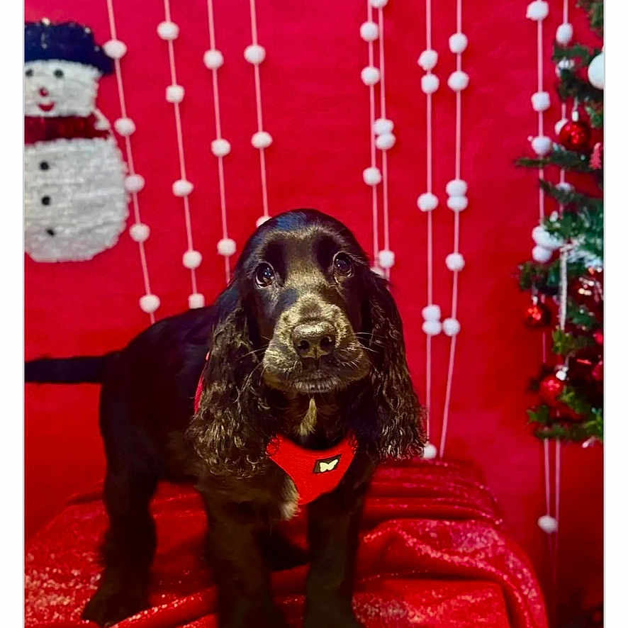 Snappy participe au concours pour gagner de l'argent avec cette photo : animal, black_dog, celebration, christmas, cute, decorations, dog, festive, fur, holiday, indoor, pet, portrait, puppy, red_background, red_harness, red_velvet, seasonal, snowman_decoration, white_pom_poms