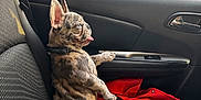 Sir King Blue joined the competition — help win amazing prizes! dog, puppy, french_bulldog, car_interior, car_seat, seatbelt, window, trees, parked_cars, red_jacket, black_jacket, tongue_out, ears_up, sunlight, daytime, pet, animal, cute, brindle, collar